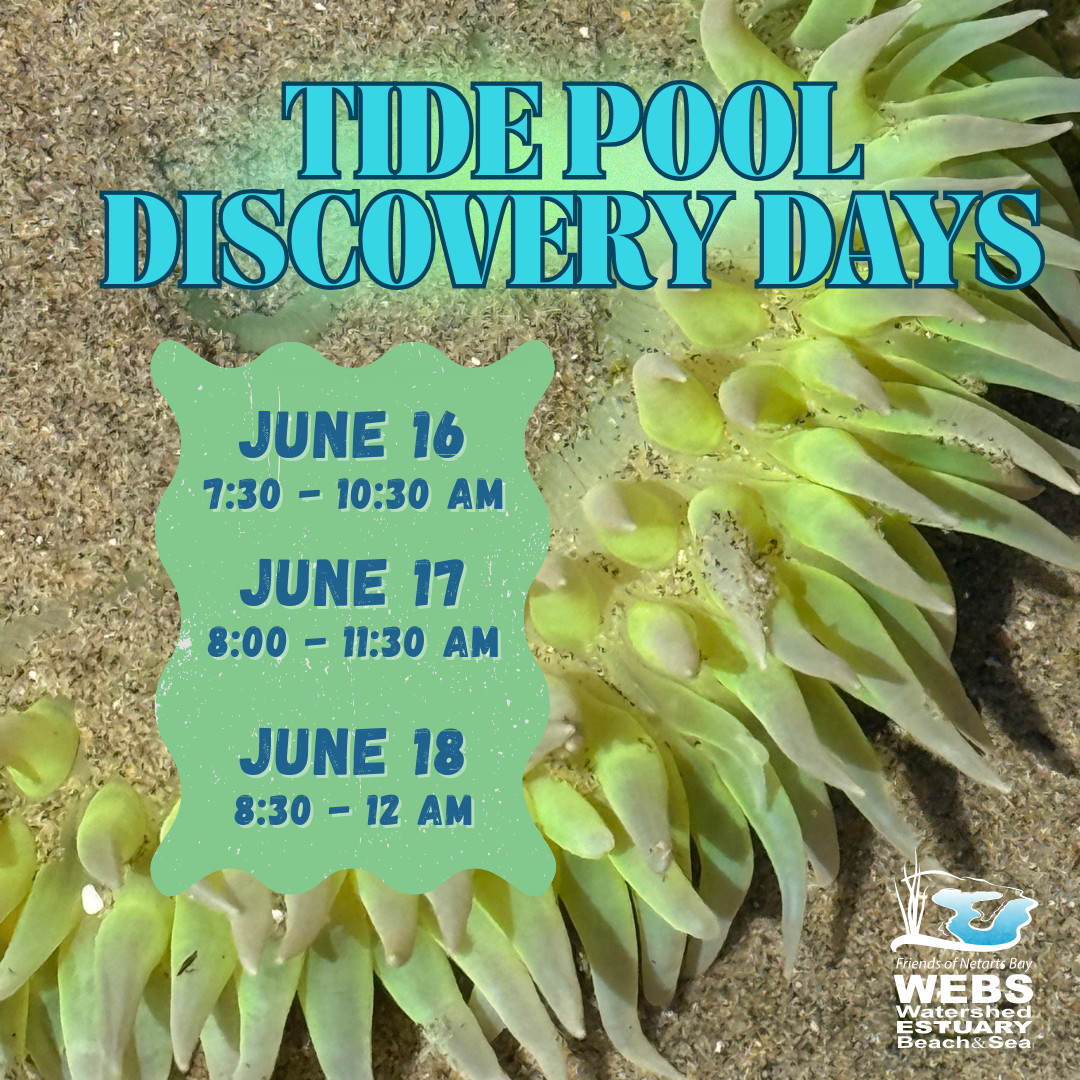 June%20Tide%20Pool%20Days%202026(1).png